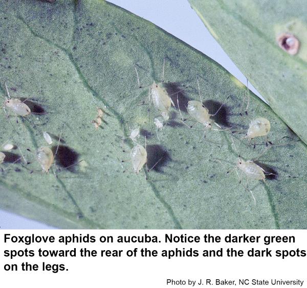 Foxglove aphids